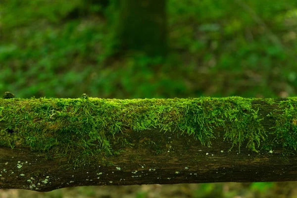 Ormandaki bir kütükte büyüyen yosunların arka planı