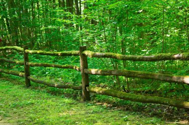 Tahta yol ve ormandaki köprü. Yaz günlerinde kayalar ve ağaçlar arasında eko izler. Ekoloji, eko-turizm, turizm sektörü kavramı