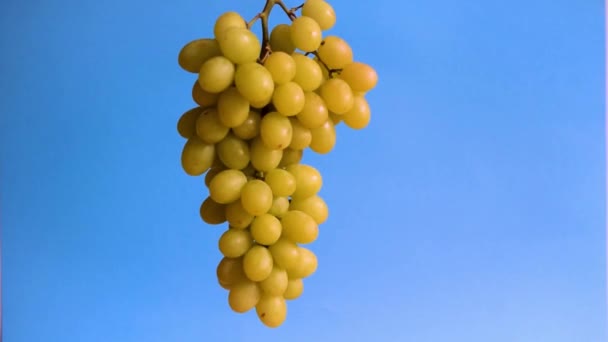 Fresh ripe grape spining in the air on blue background — Stock Video