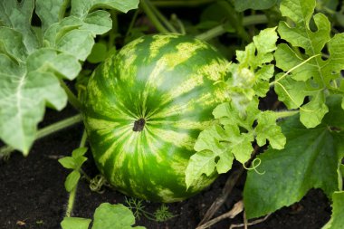 Bahçedeki yapraklarda olgun karpuz yeşili.