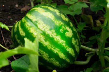 Bahçedeki yapraklarda olgun karpuz yeşili.