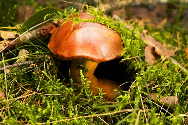 Boletus jest jadalnym grzybem w lesie. Zdrowe i delikatne jedzenie. — Zdjęcie stockowe