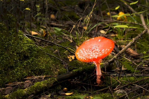 Röd fluga agarisk svamp eller pall i skogen — Stockfoto