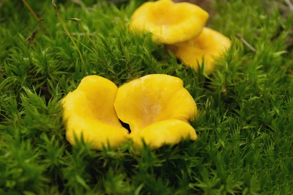 Chanterelles svamp i skogen. Hälsosam och delikat mat. — Stockfoto