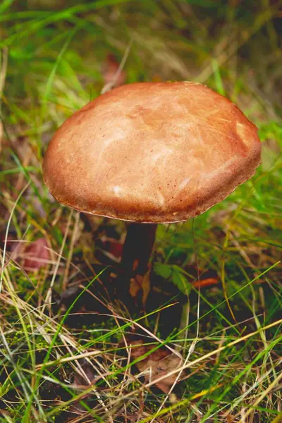 Boletus jest jadalnym grzybem w lesie. Zdrowe i delikatne jedzenie. — Zdjęcie stockowe