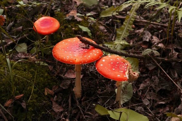 Tre röda flugsvamp eller pall i skogen — Stockfoto