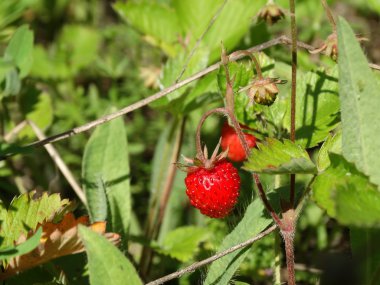 Large berry of strawberry