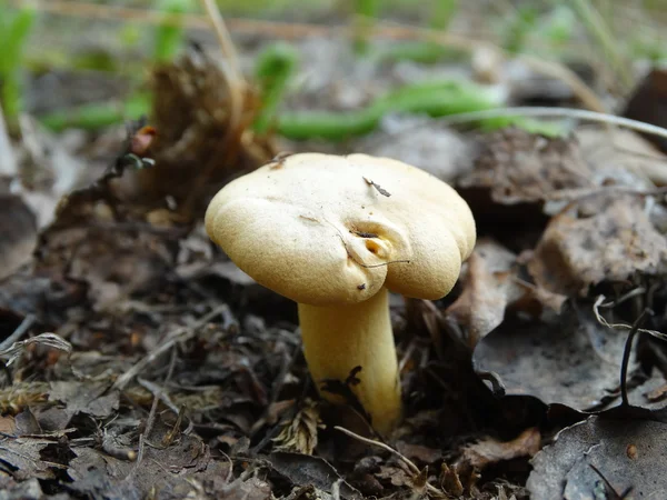 Pequeno fungo — Fotografia de Stock