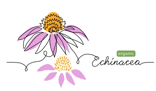 Lila Echinacea Blume, Sonnenhut einzeilige Zeichnung. Einfache Vektorzeilenillustration mit Schriftzug organische Echinacea. Hintergrund für die Etikettengestaltung — Stockvektor