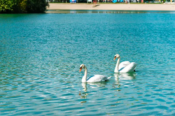 Two Beautiful White Swans Lake — Stock Photo, Image