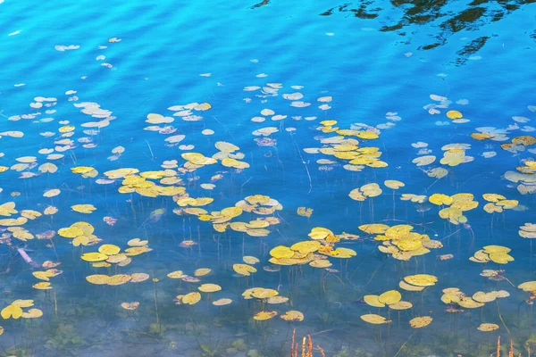 Чистая голубая поверхность озерной воды с растениями — стоковое фото
