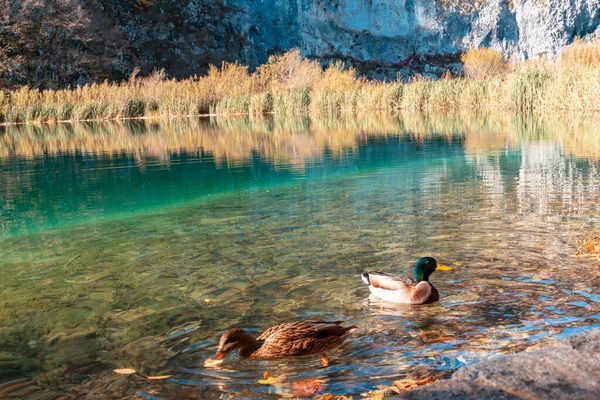 Patos nadam em um lago com água azul-turquesa no Parque Nacional dos Lagos Plitvice, Croácia — Fotografia de Stock