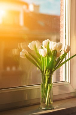 Güneş ışığında cam vazoda bir buket beyaz lale. Bahar tatili konsepti