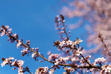 Mavi gökyüzüne karşı kiraz dalları açıyor. Bahar konsepti Seçici odak.