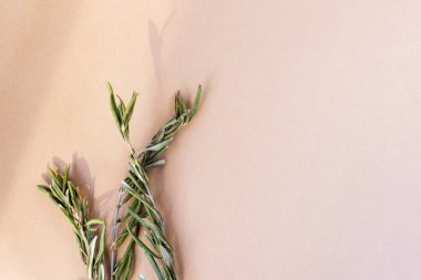 Bej arkaplanda güneş ışığında zeytin dalları