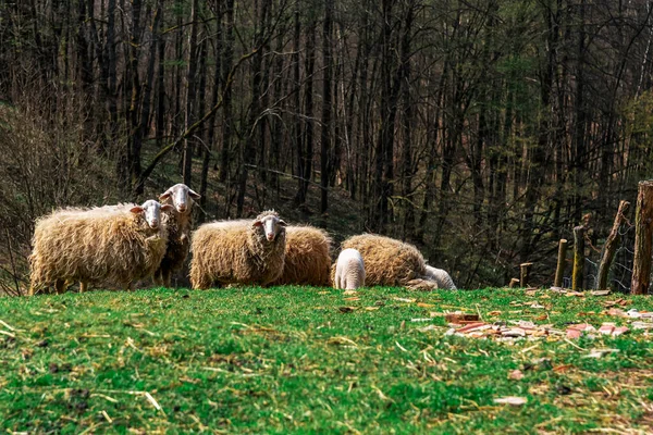 Овцы Пасутся Лужайке Ферма Скот — стоковое фото
