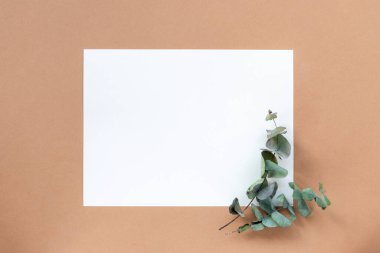 Beyaz boş bir sayfa ve okaliptüs yaprakları terracotta rengi arka planda. Üst görünüm, düz görünüm, maket.
