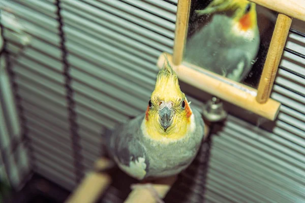 Bela Cockatiel Nymphicus hollandicus papagaio em uma gaiola — Fotografia de Stock