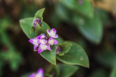 Güzel mor çiçek Tradescantia serinthoides Kunth, yaklaş..
