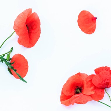 Poppy flowers and petals isolated on white background. Top view, flat lay, mock up.