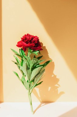 Sarı arkaplanda kırmızı şakayık ve sert gölgeler.