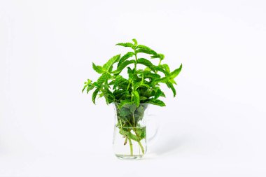 Beyaz arkaplanda cam bardakta nane yaprakları