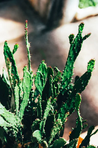 Vakker grønn Opuntia Monacantha kaktus, lukk – stockfoto