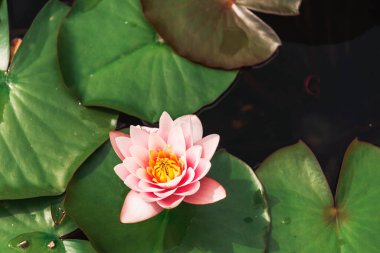 Güzel pembe kutsal Lotus Nelumbo Nucifera bir gölette çiçek açtı.