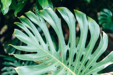 Büyük yeşil canavar yaprağı, güzel doğal arkaplan.