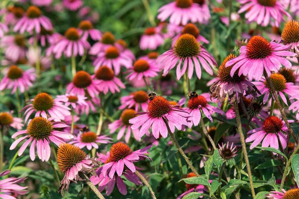 Echinacea Purpurea fleurs. Beau fond naturel. Gros plan — Photo