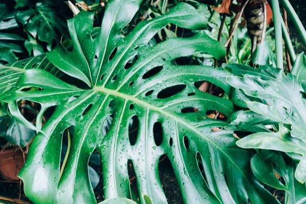 Zielony Mokry Liść Monsterra Piękne Naturalne Tło Zbliżenie — Zdjęcie stockowe