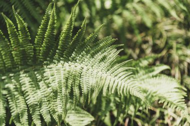 Ormanda taze yeşil eğrelti otu yaprakları. Doğal arkaplan.