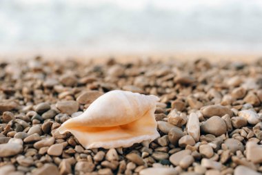 Çakıl taşlı sahilde deniz kabuğu. Yaz tatili kavramı. Seçici odak.