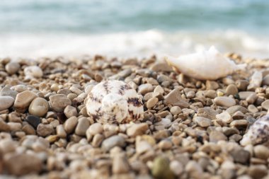 Çakıl taşlı sahilde deniz kabukları. Yaz tatili kavramı. Seçici odak.