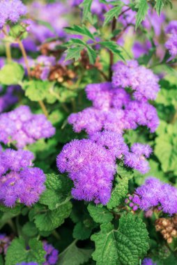 Ageratum Gauston mor çiçekleri, yaklaşın. Doğal arkaplan