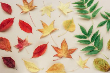 Kırmızı, sarı ve yeşil sonbahar yaprakları. Düz yatıyordu. Arkaplan, doku