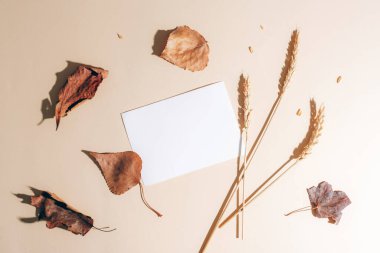 Boş kart ve kuru sonbahar yaprakları, açık arkaplanda buğday kulakları. Üst görünüm, düz görünüm, model.