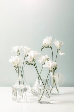 Beyaz masadaki cam vazolarda Frezya 'nın beyaz çiçekleri. 2026 yılının moda rengi - Bulut Dansçısı.