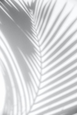 Hafif bir yüzeyde bir palmiye yaprağının yumuşak gölgesi. 2026 yılının moda rengi - Bulut Dansçısı.