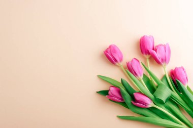 Yumuşak bej arkaplanda fotokopi alanı ile düzenlenmiş pembe laleler. Kadınlar günü konsepti. Üst manzara, düz uzanma.