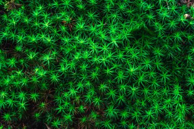 Yoğun yeşil orman yosun dokusu zemin yüzeyi, arkaplan.