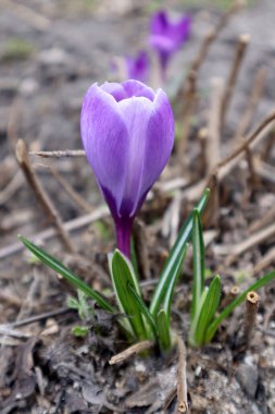 Bahçedeki leylak timsahları. İlk bahar çiçekleri.