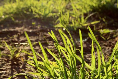 Genç yeşil çimenler. Bahar doğası arka planı.