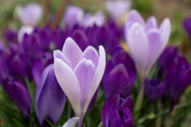 Bahçedeki leylak timsahları. İlk bahar çiçekleri.