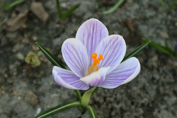 Krokusy Liliowe Ogrodzie Pierwsze Wiosenne Kwiaty — Zdjęcie stockowe