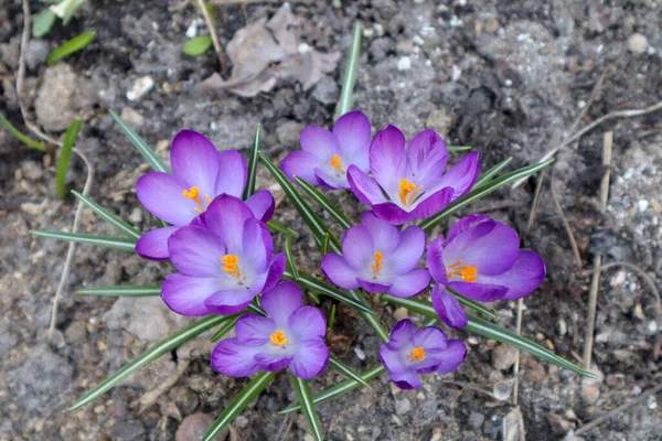 Lilac Crocuses Garden First Spring Flowers — Stock Photo, Image