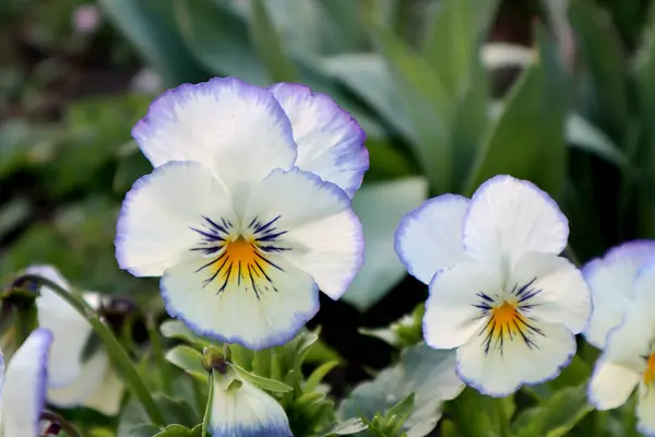Albastru Alb Floare Pansy Grădină Primele Flori Primăvară — Fotografie, imagine de stoc