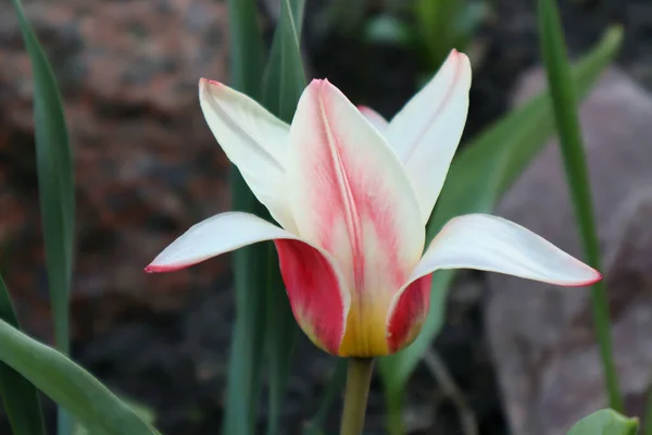 Botanická Tulipánová Květina Zahradě — Stock fotografie