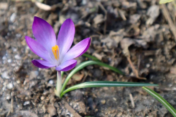 Фиолетовые Крокус Цветы Саду Весенний Фон — стоковое фото