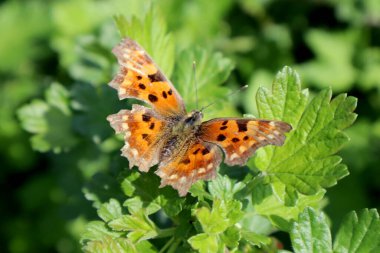 Bahçede Turuncu Kelebek Çokgonyası